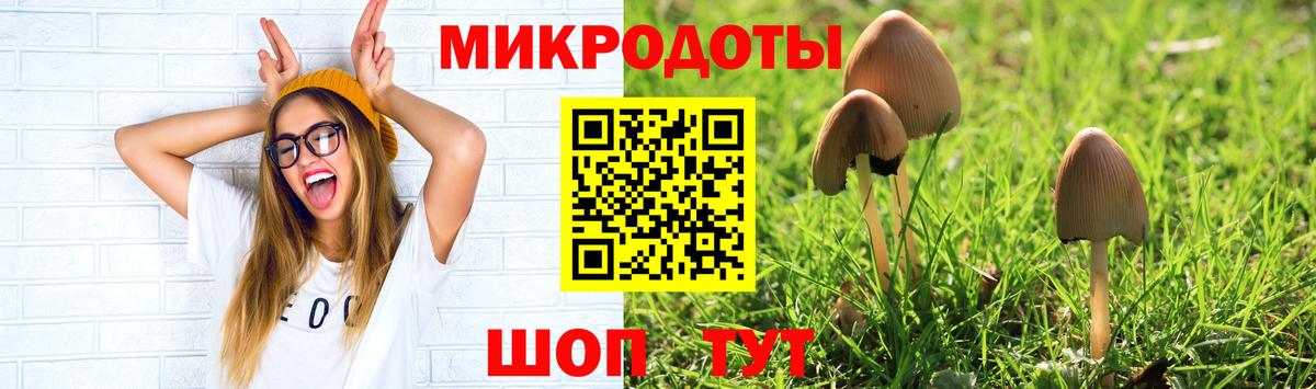 Псилоцибиновые грибы Psilocybe Альметьевск